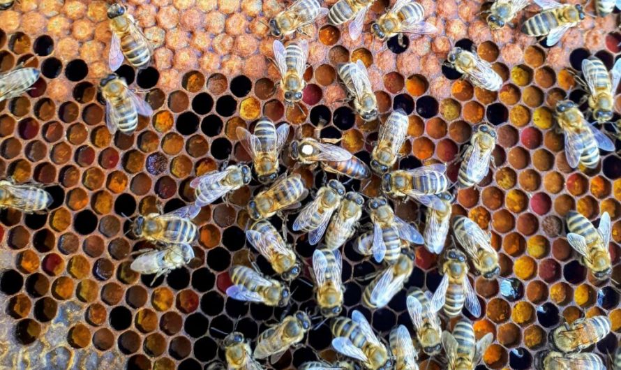 Honeybees also use social distancing to protect themselves from pathogens