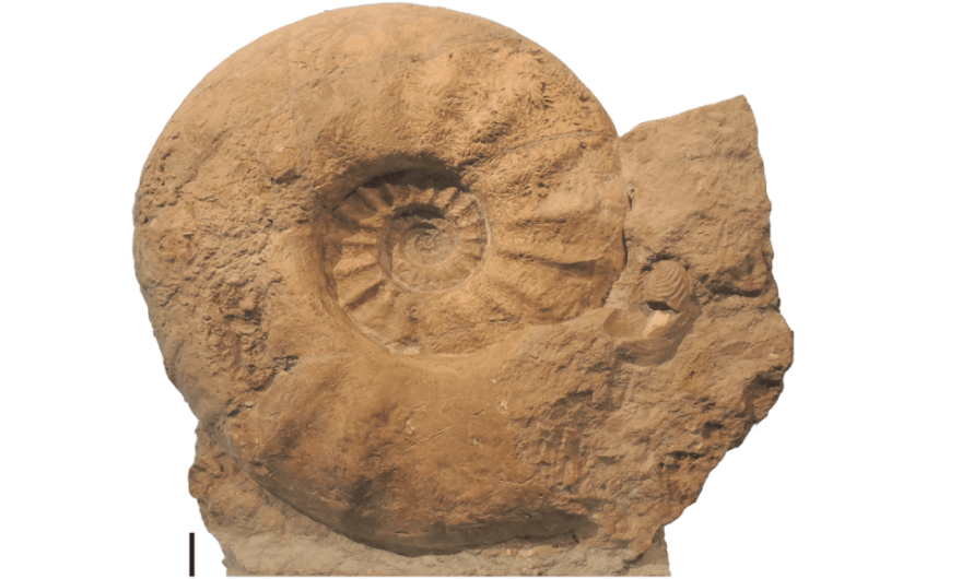 Fossil Friday: giant ammonites were involved in a size battle with their predators