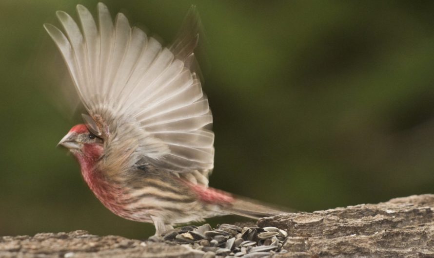 Seeing Red: What the Color of House Finches Can Tell Us
