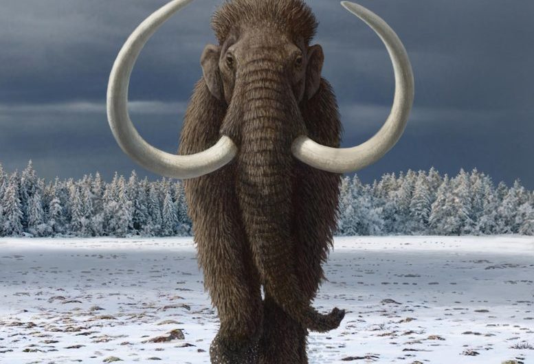 Humans Had Significant Role in the Extinction of the Woolly Mammoth