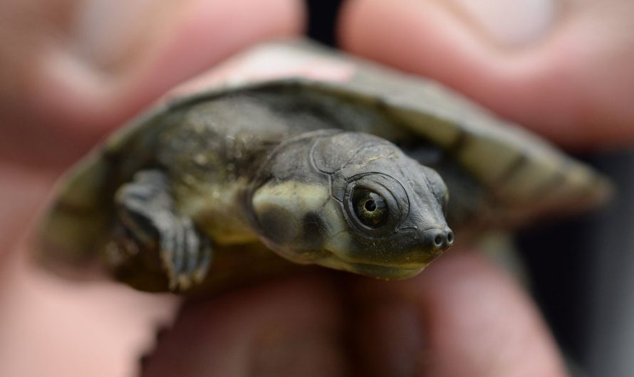 Inside the Local Movement to Recover Colombia’s River Turtles