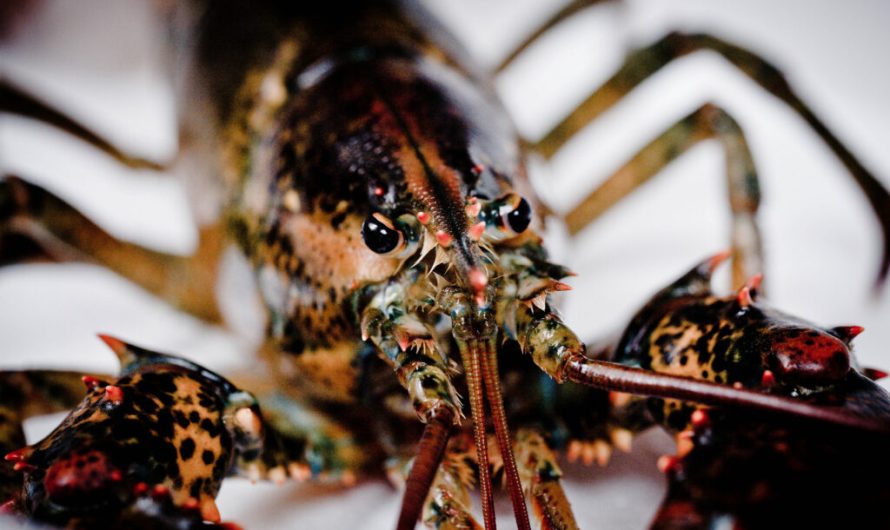 Lobsters, octopuses and crabs recognized as “sentient” in the UK