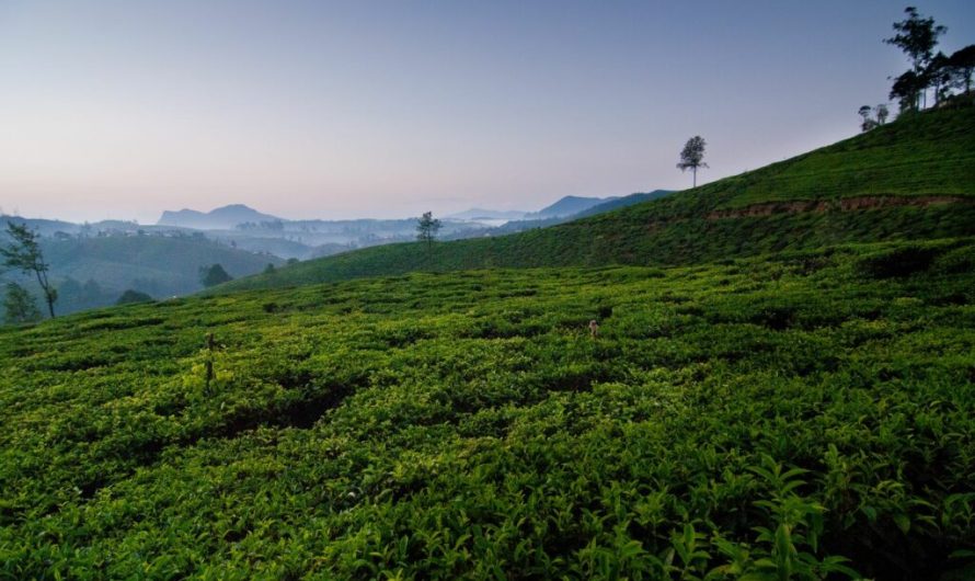 Sri Lanka abandons plan to be the world’s first fully organic farming country