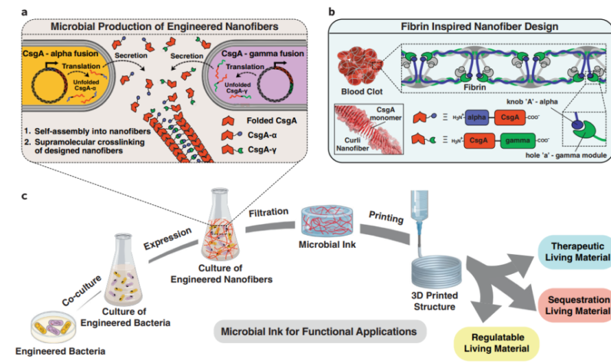 3D printing living materials with bioink made entirely from bacteria