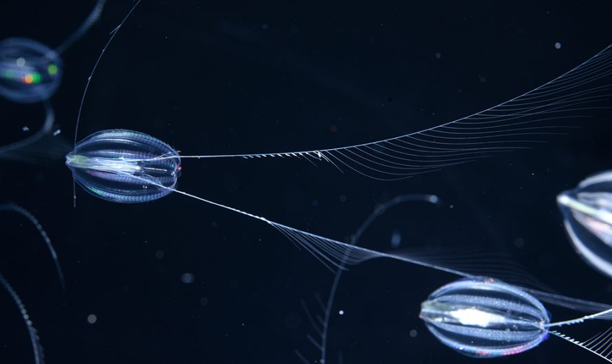 Genome Spotlight: California Sea Gooseberry (Hormiphora californensis)