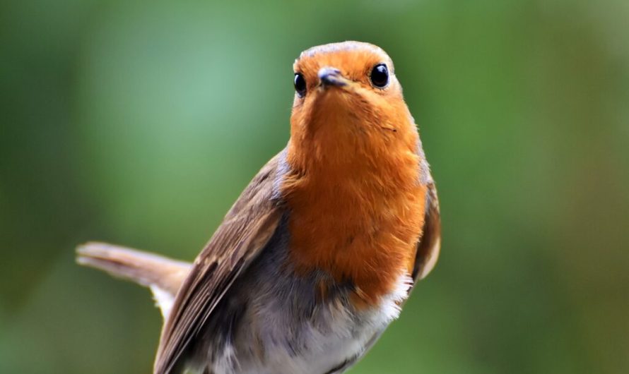 Cities are getting quieter: birdsong declining across the Western world