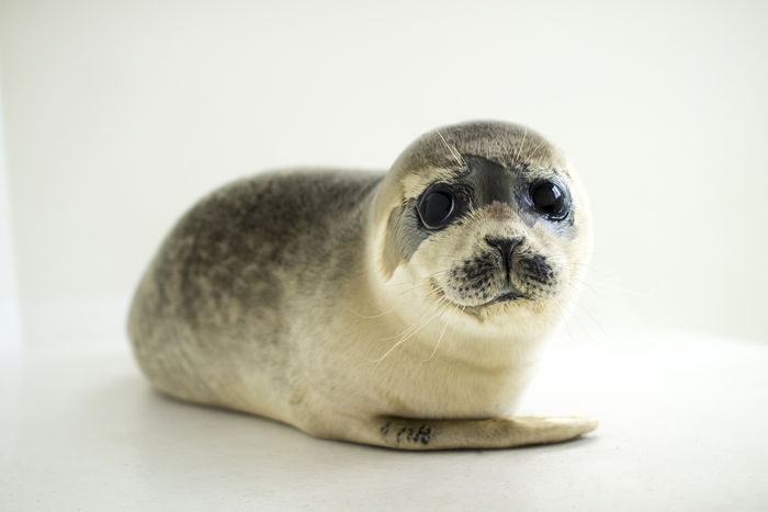 Baby seals can modulate the pitch of their voice, much like humans do