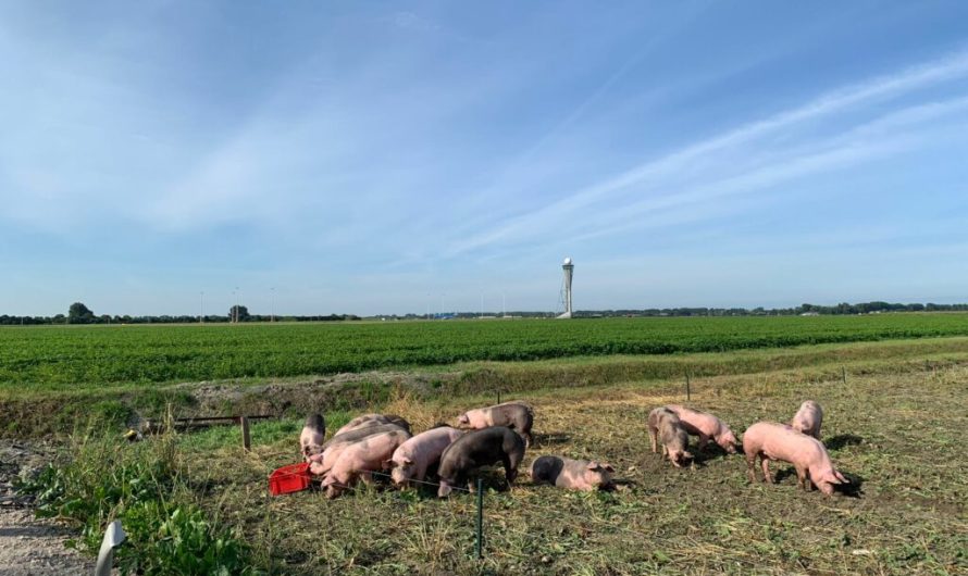 Amsterdam trials pigs to deter birds from its main airport