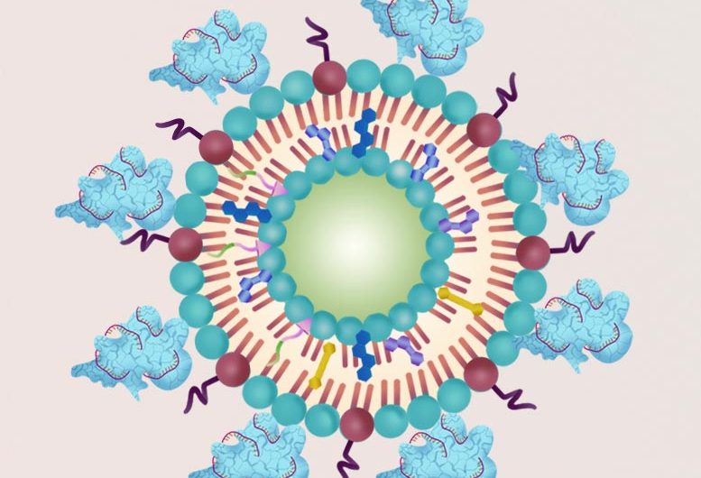 Effectiveness of Ultrasound Cancer Therapy Boosted by CRISPR/Cas9 Gene Editing