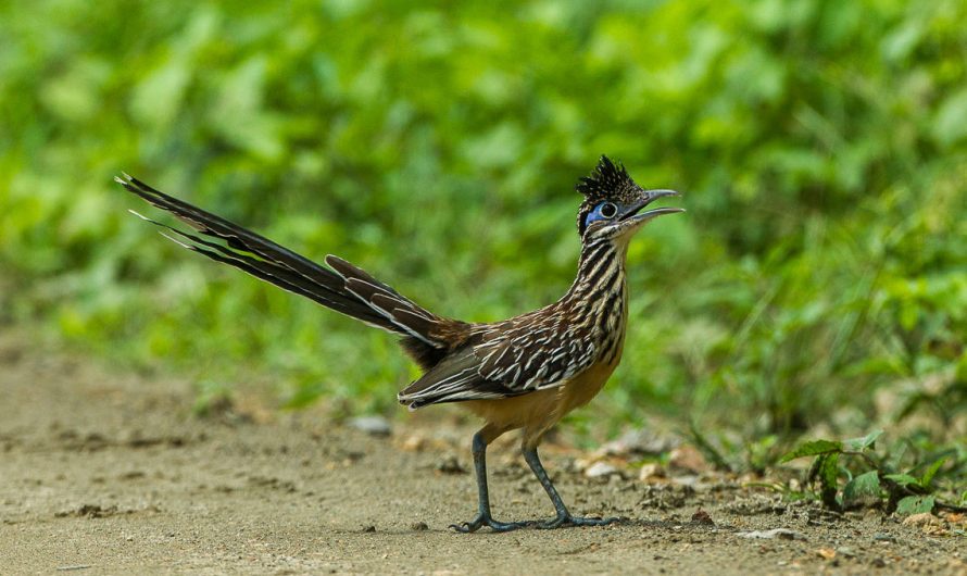 Roadrunner: Meet the Real Bird Behind the Cartoon