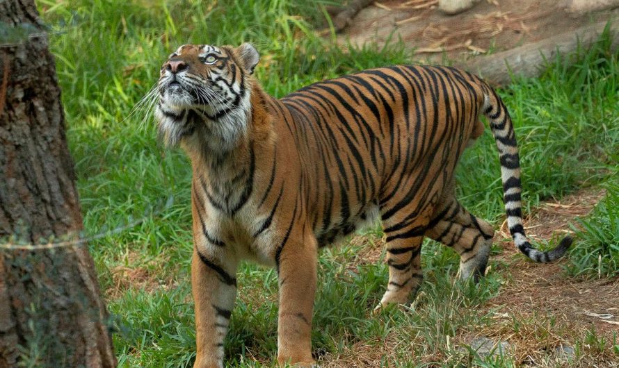 The Rise of COVID-19 Vaccines for Animals