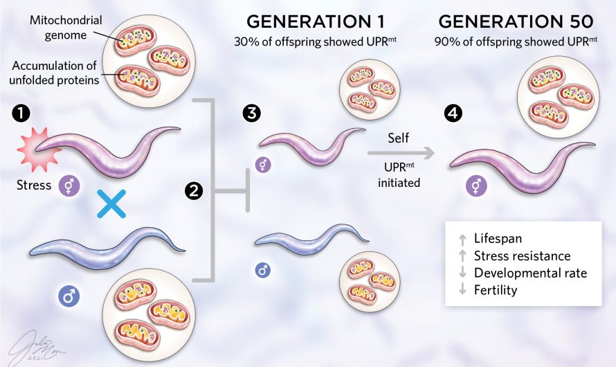 Mitochondrial Stress Is Passed Between Generations