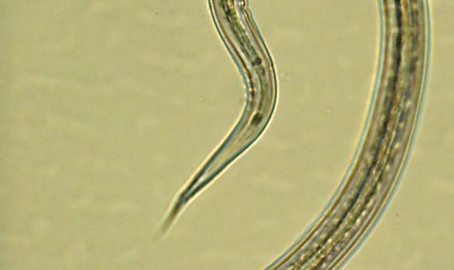 Intestinal Worms Inspire New Experimental Therapeutics