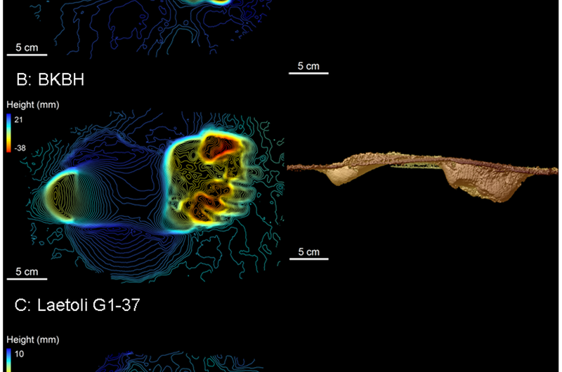 Three million years ago, an unknown hominin species was walking on two legs