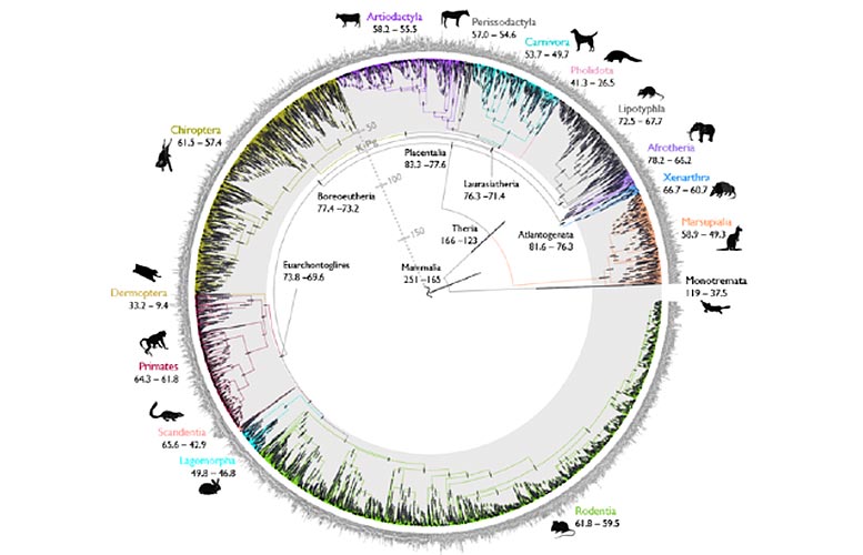New Insights Into the Timeline of Mammal Evolution With Precisely Dated Evolutionary Trees