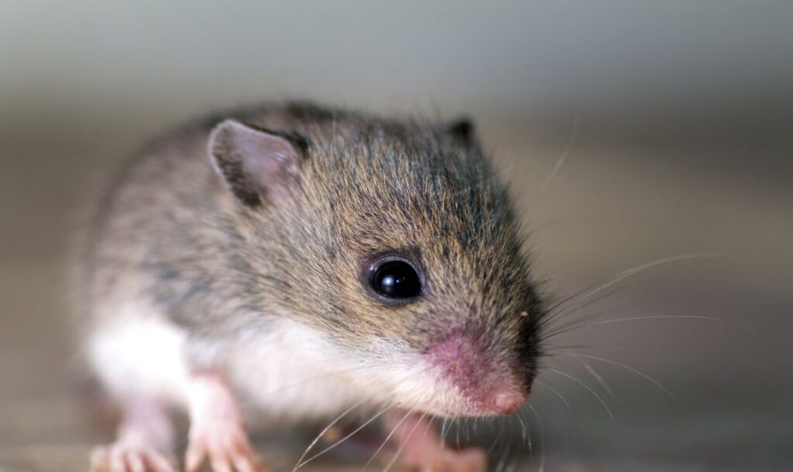 New gene-editing technology creates single-sex mice