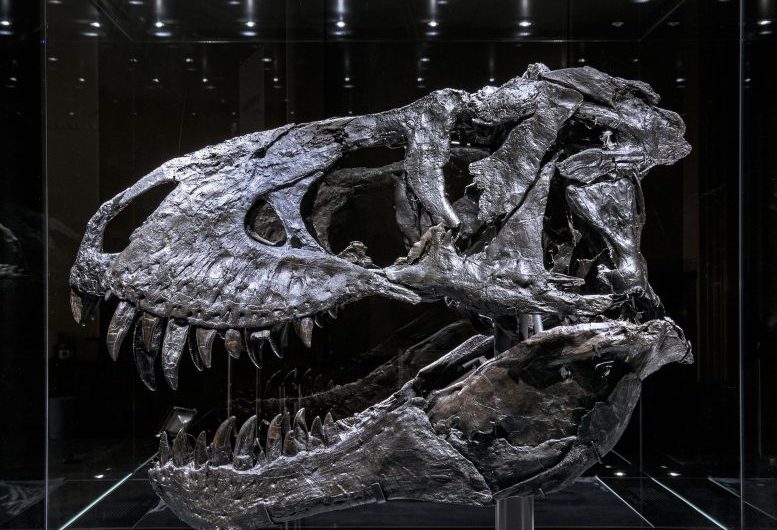 Researchers Uncover Bone Disease in Tyrannosaurus rex Jaw