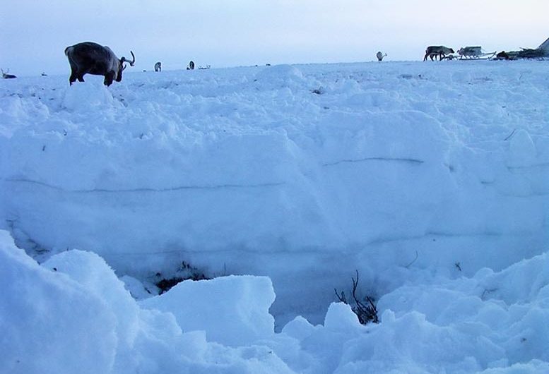 Rainfall in Arctic Will Soon Be More Common Than Snowfall – Decades Earlier Than Thought