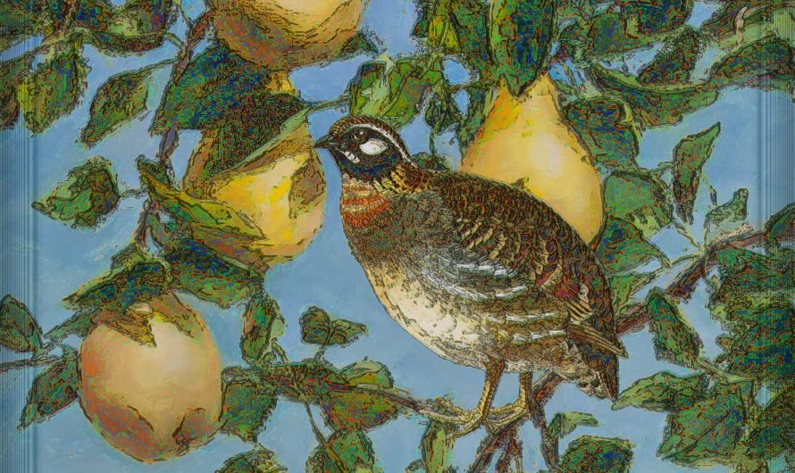 What Bird Is the Partridge in a Pear Tree?