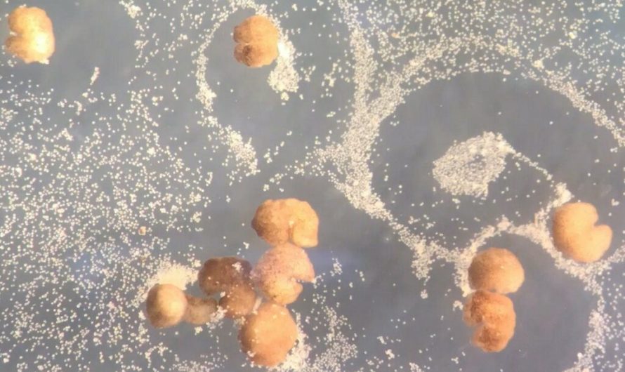 Scientists create the world’s first self-reproducing robots