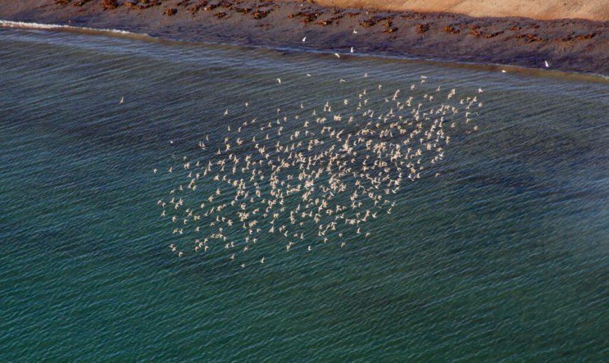 Migratory birds have lighter feathers to deal with the heat