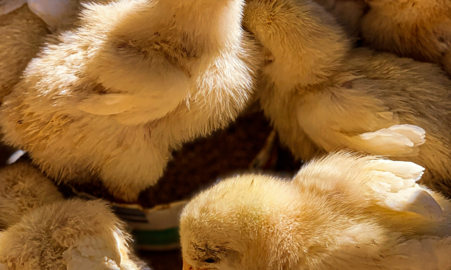 Chickens pay the price for our large eggs: 85% of them suffer fractures