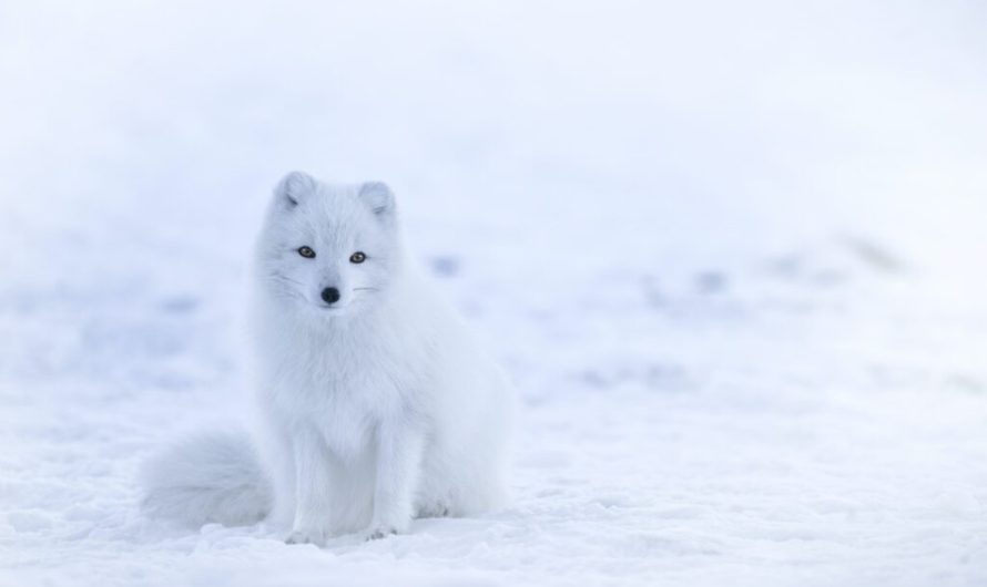 In the frigid Arctic, these foxes grow their own gardens