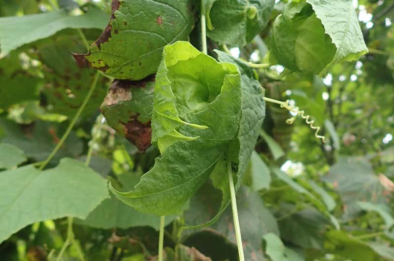 Unusual type of vine with unique “cocooning” ability discovered by 91-year-old volunteer in Japan