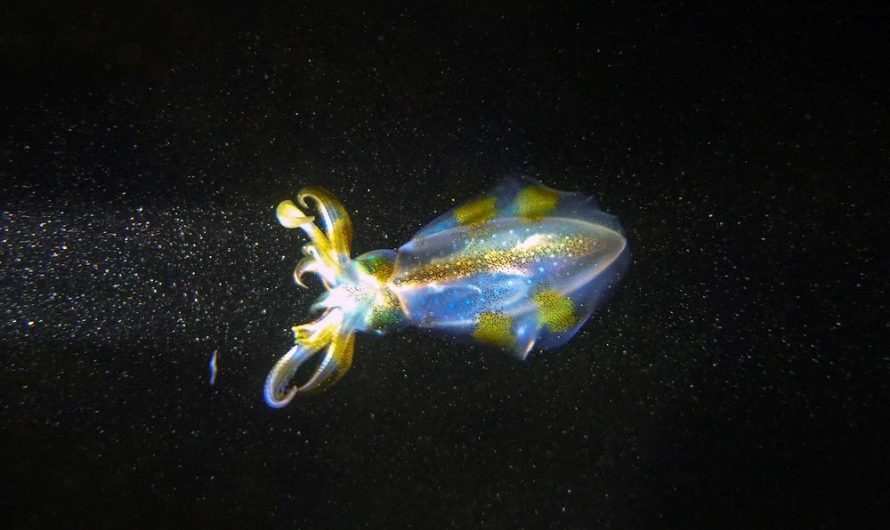 What Drives Aquatic Animals to Make Vertical Migrations?