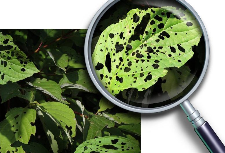 Plant Disease Management: New Method for Early Detection of Bacterial Infection in Crops