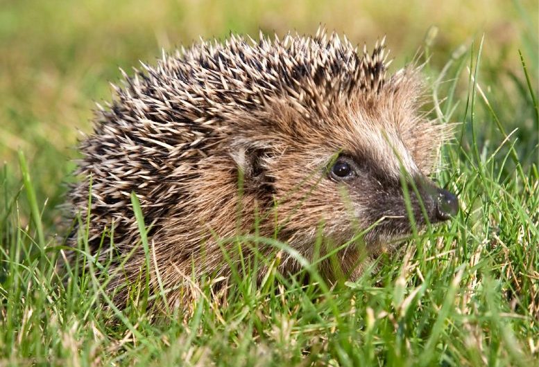 Bacterial Superbug MRSA Arose in Hedgehogs Long Before the Use of Antibiotics Began