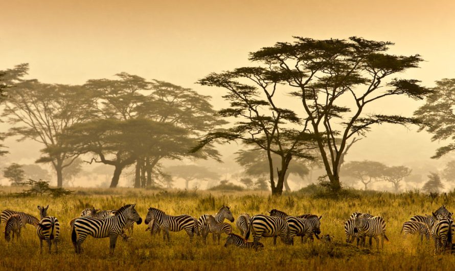Savanna Fire Management Can Fund Africa’s Protected Areas