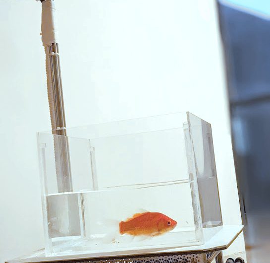 Researchers Train Goldfish to “Drive”