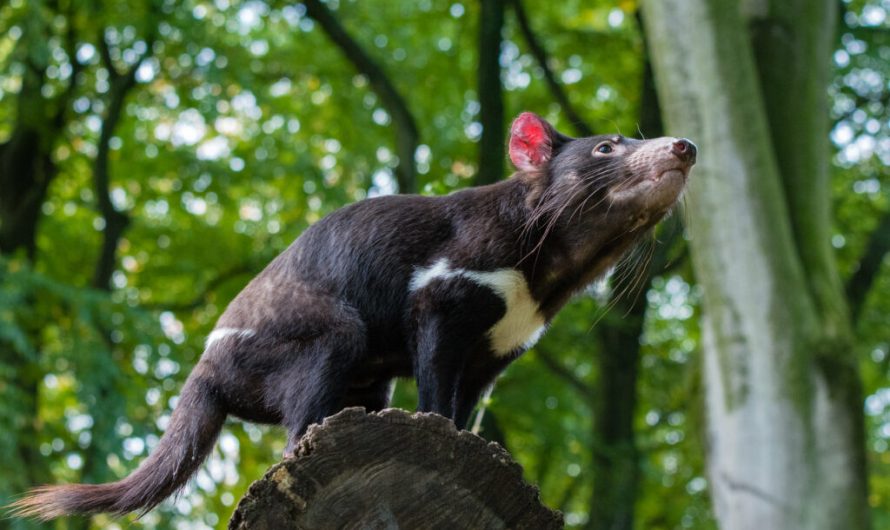 Tasmanian Devils are picky eaters — and they may just have broken the laws of scavenging