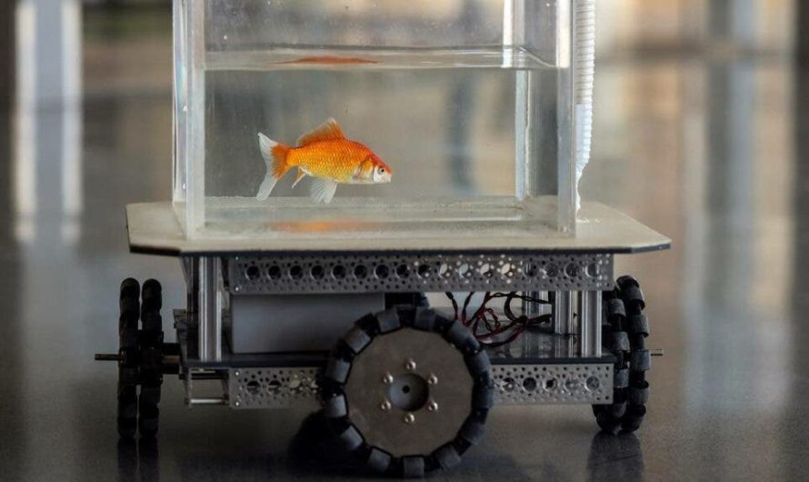 Scientists taught a goldfish to drive a watery tank on wheels — and it’s pretty good at it