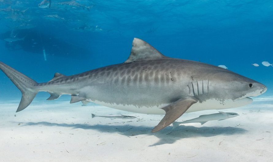 Some Tiger Sharks Are Migrating Farther North Due to Climate Change