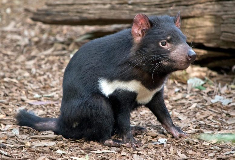 Tracing Back Through Time: The Secret Life of Tasmanian Devils Is Hiding in Their Whiskers