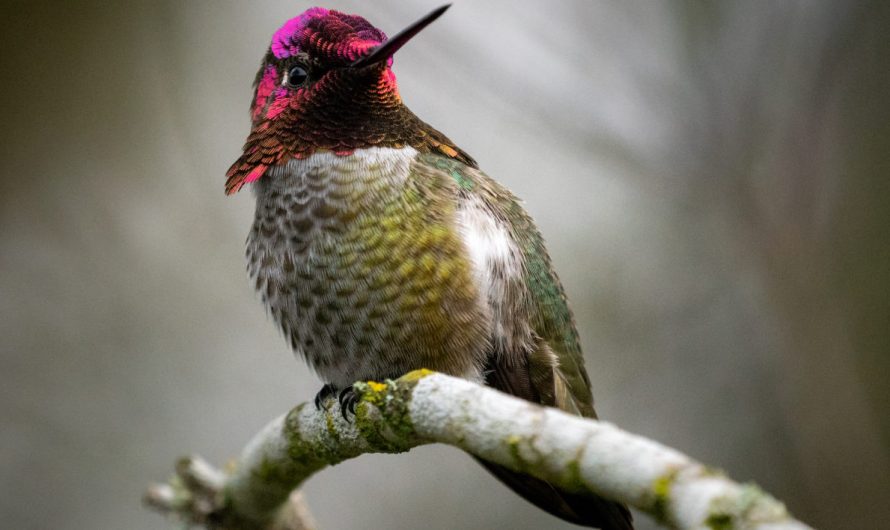 See Something Weird at the Bird Feeder? It’s Not Just You