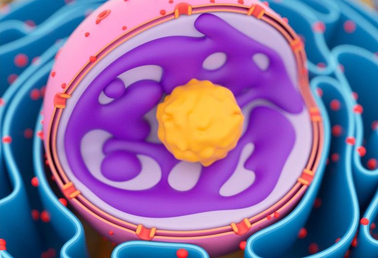 Changing “Sponginess” of Cell Nuclei Help Them Decide Their Future
