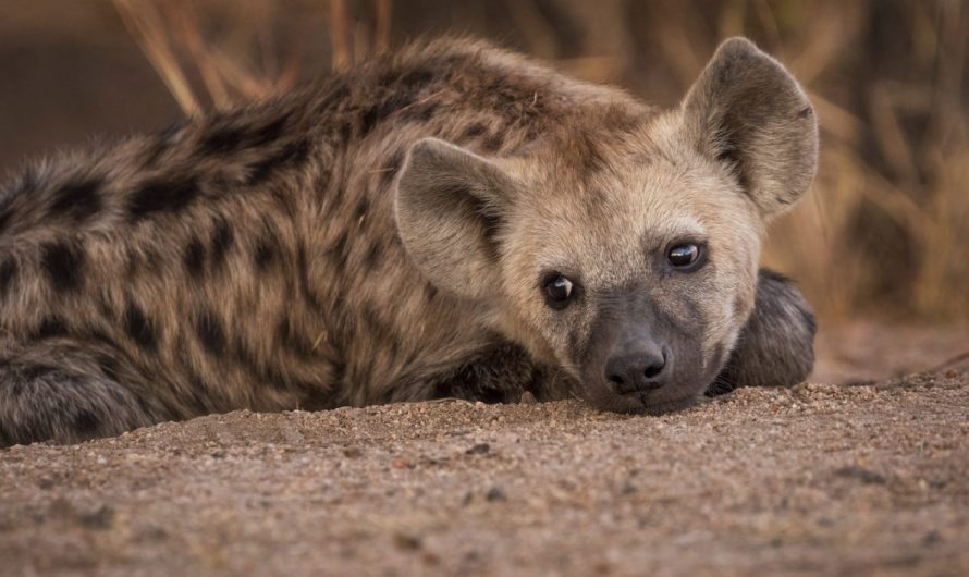 Did You Know There Are Four Hyena Species?