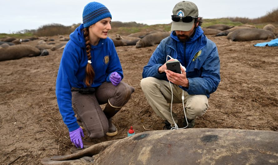 Roxanne Beltran Dives into Seal Research