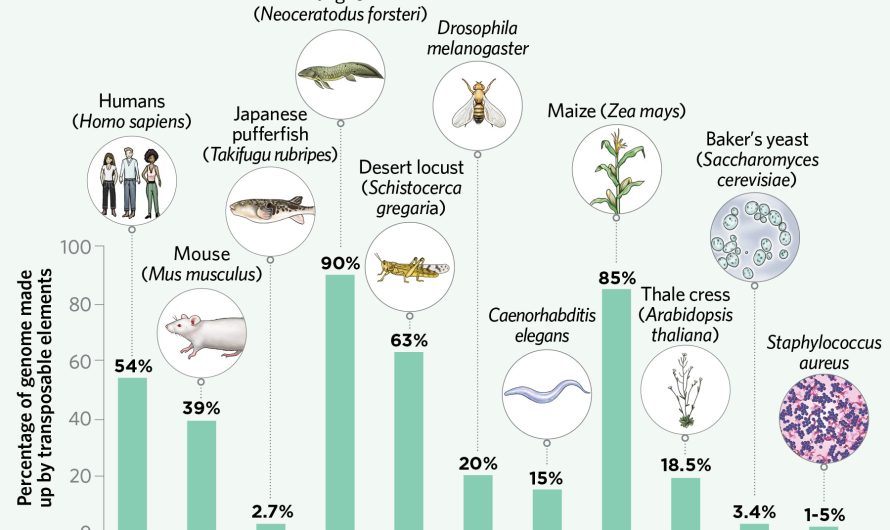 Infographic: How Transposable Elements Can Shape Evolution