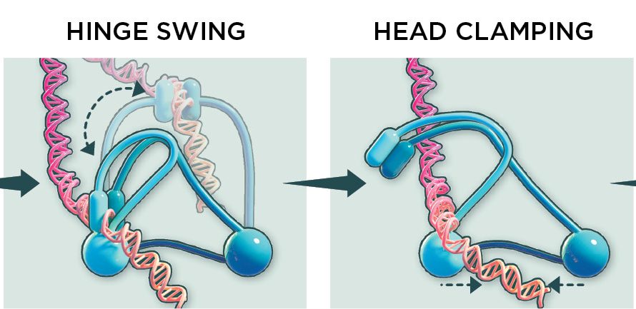 Infographic: How Genome-Packaging Protein Cohesin Handles DNA