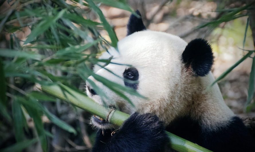 How giant pandas stay chubby solely on a bamboo diet: fattening gut bacteria