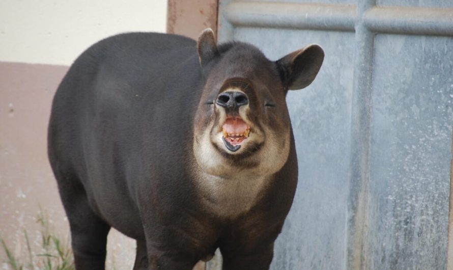 The lowland tapir faces extinction risk in South America