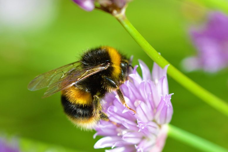 Scientists Uncover the Evolutionary Genetic Pathway That Colors Bumble Bee Stripes