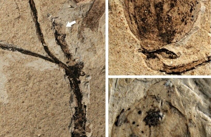 World’s earliest flower fossils might untangle Darwin’s ‘abominable mystery’