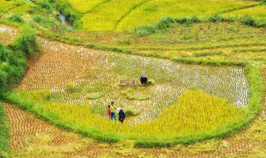 Ozone pollution is causing billions worth of damage to East Asian crops