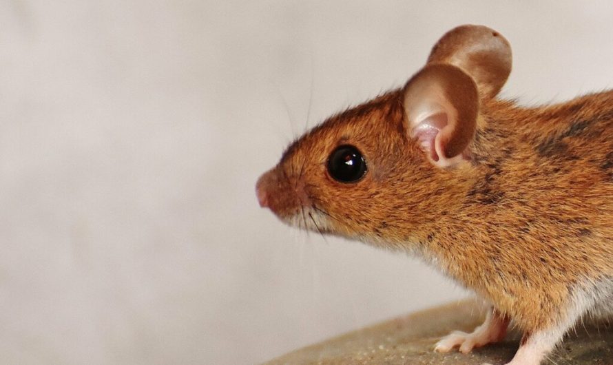 ‘Kick and kill’ approach cures HIV in 40% of mice