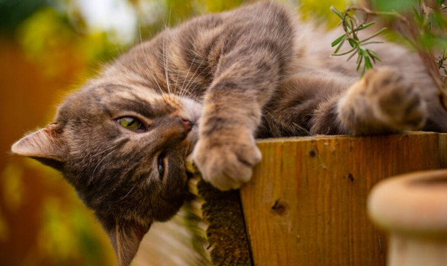 Felines’ love for catnip could be a chemical defense against mosquitoes